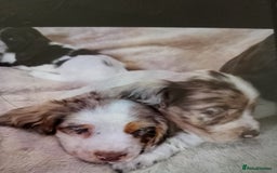Cocker Spaniel dogs for sale: Cocker spaniel puppies  - Image 6