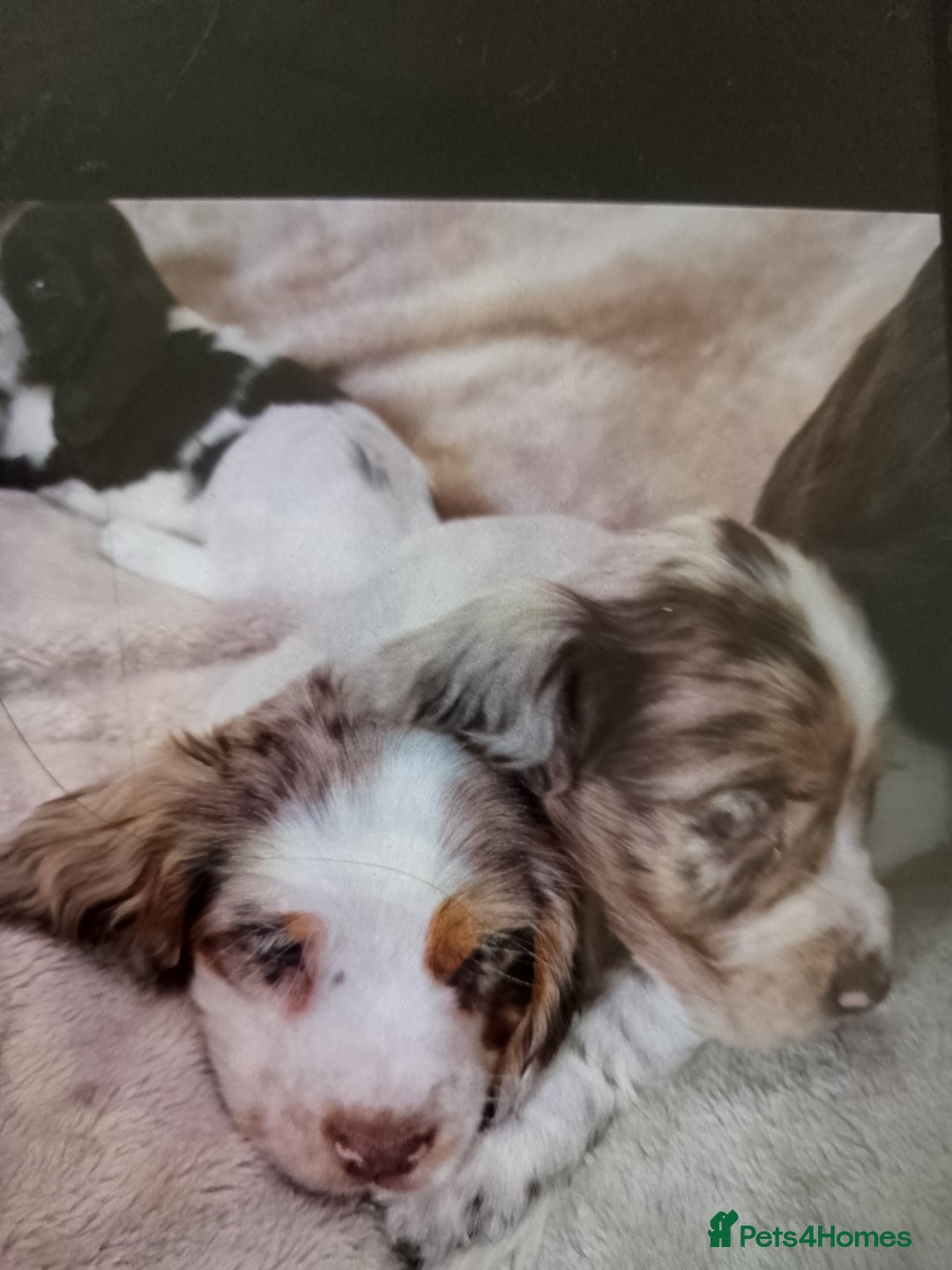 Cocker Spaniel dogs for sale: Cocker spaniel puppies  - Image 6
