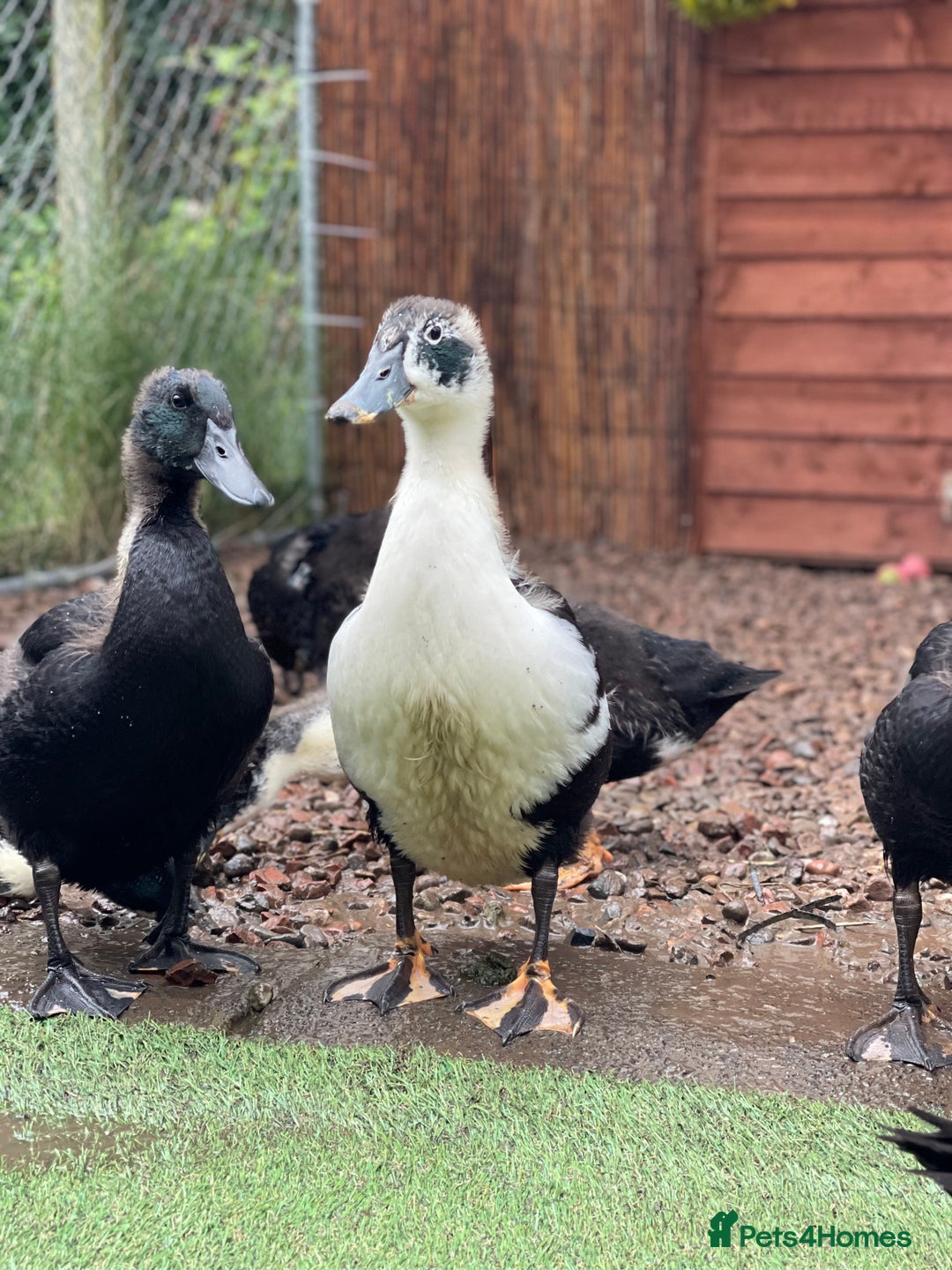Ducks poultry for sale: Need homes asap!🏡❤️ - Image 4