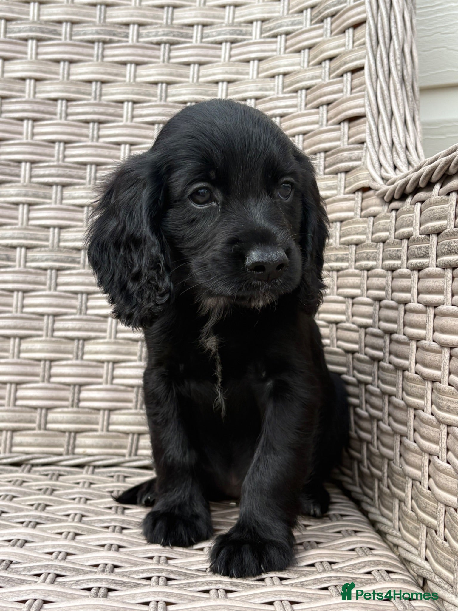 Cocker Spaniel dogs Cocker spaniel puppies - Advert 1
