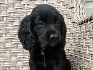 Cocker Spaniel dogs Cocker spaniel puppies - Advert 10