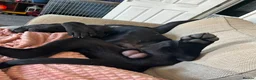 Cane Corso dogs for sale: Scooby needs his forever home  - Advert 7
