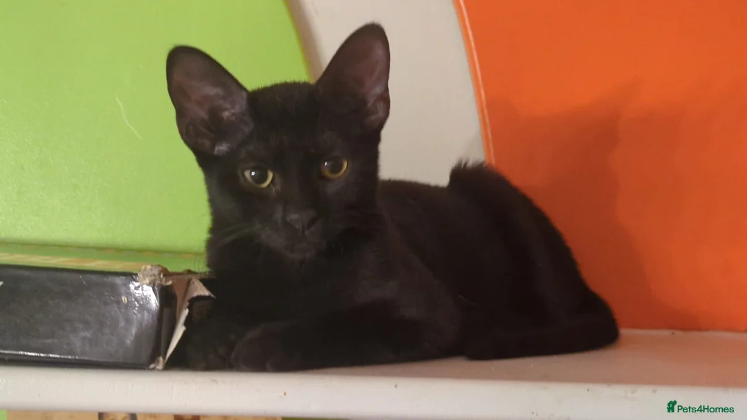 Mixed Breed cats for sale: Black short hair kitten with sphynx mother - Advert 3