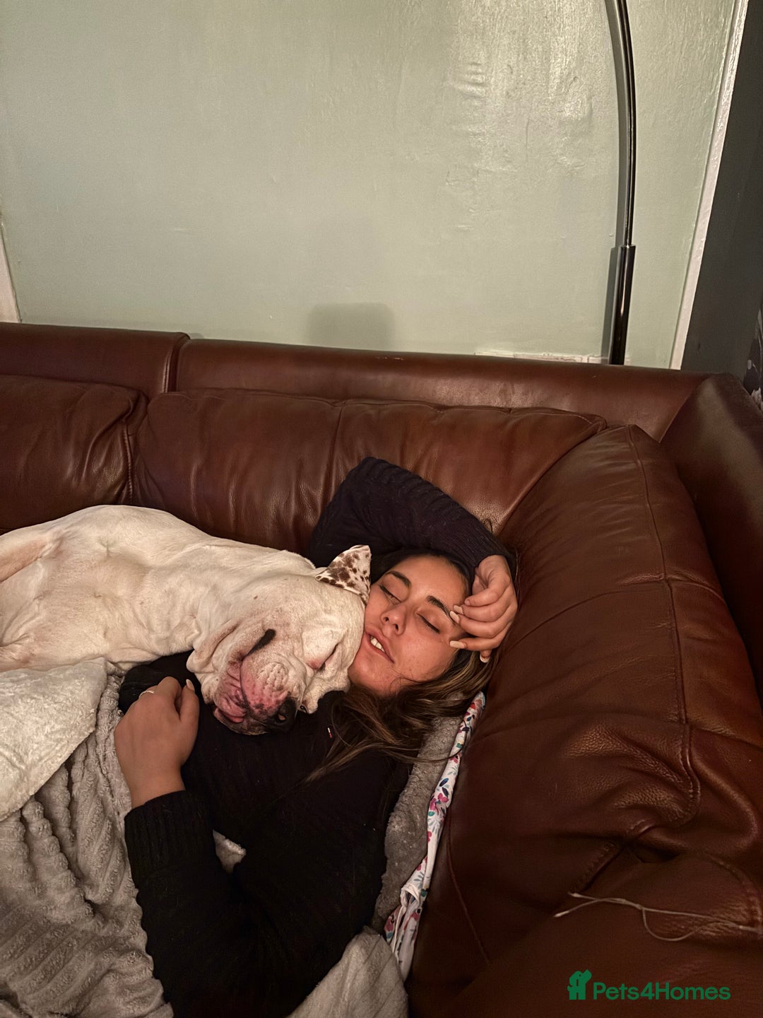 American Bulldog dogs for stud: Classic American bull 🇺🇸  - Image 34