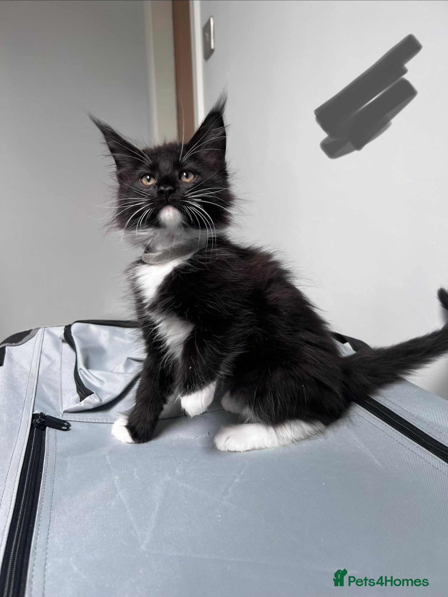 Maine Coon cats 8 kittens reduced 🐱 Ready to leave now  - Advert 2