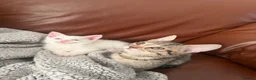 Mixed Breed cats for sale: CUTE KITTENS FOR SALE  in Glasgow - Advert 3