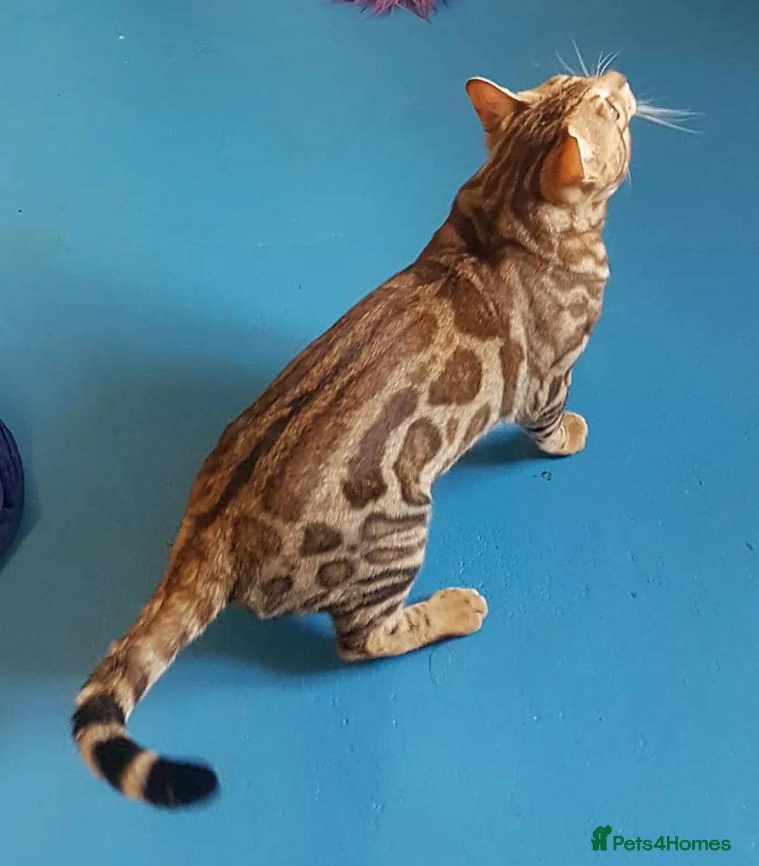 Bengal cats for stud: Quality T.I.C.A reg Bengal for stud SCOTLAND - Advert 4