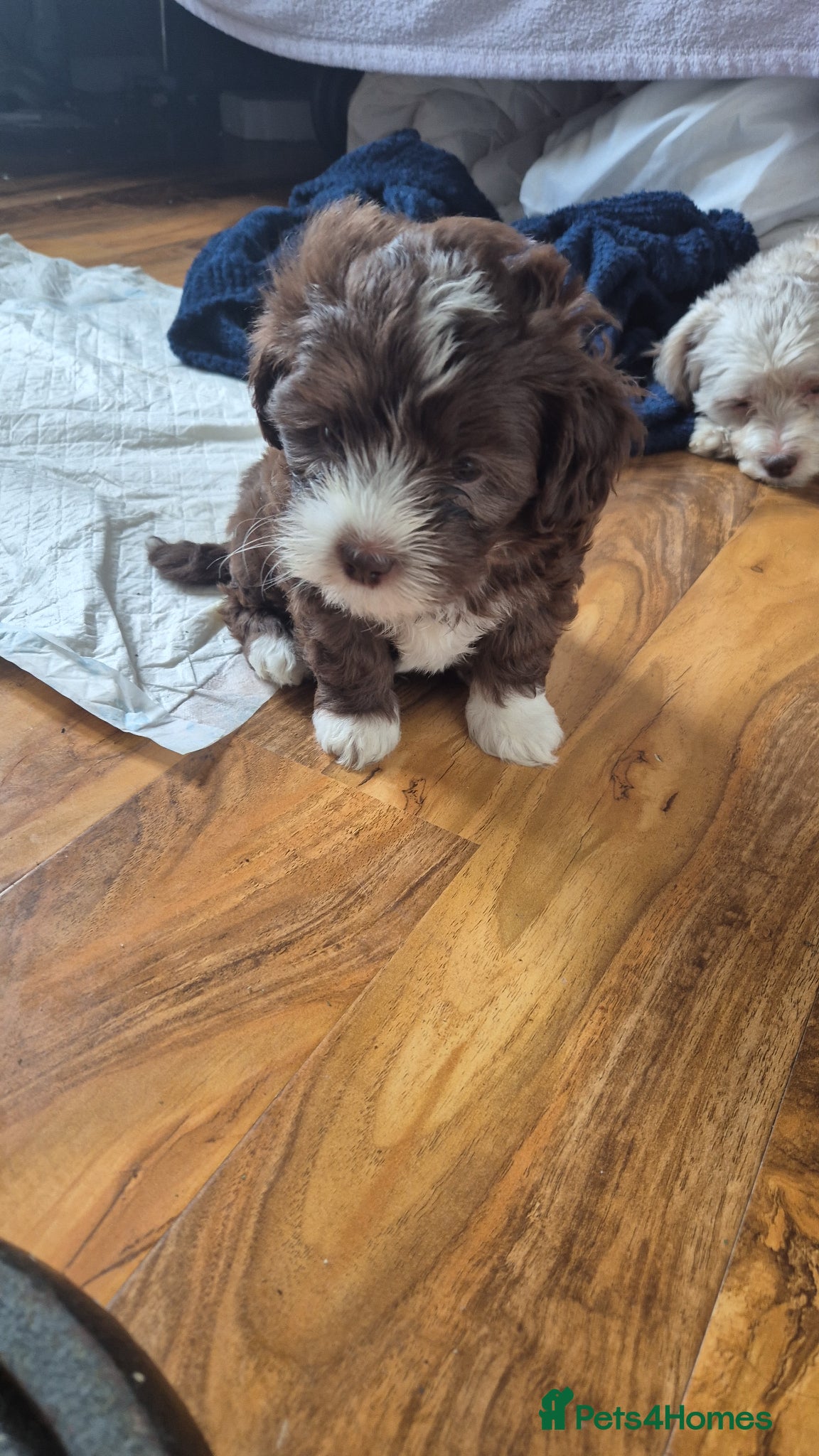 Maltipoo dogs LAST ONE f1 maltipoo  males  - Advert 13