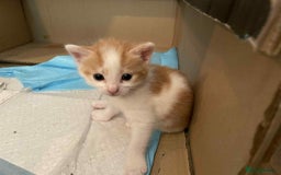 British Shorthair cats for sale: Kittens for sale - Image 16