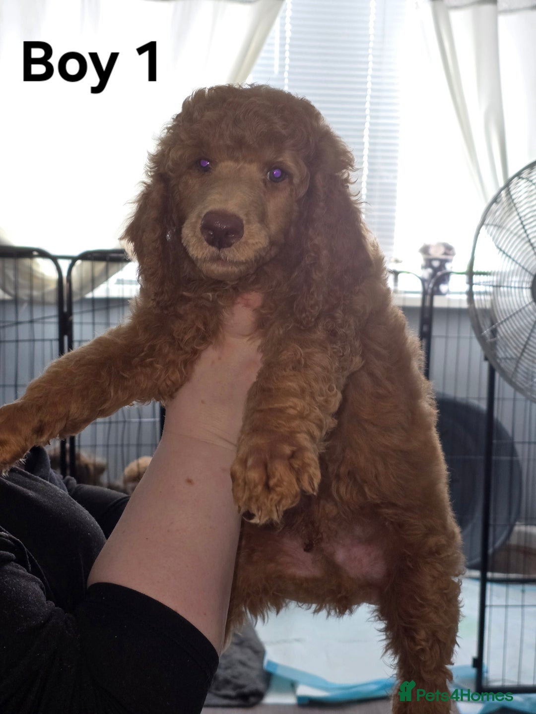 Standard Poodle dogs for sale: Standard Poodle Puppies READY TO LEAVE NOW  - Image 2