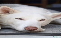 Siberian Husky dogs for sale: Husky - Image 4