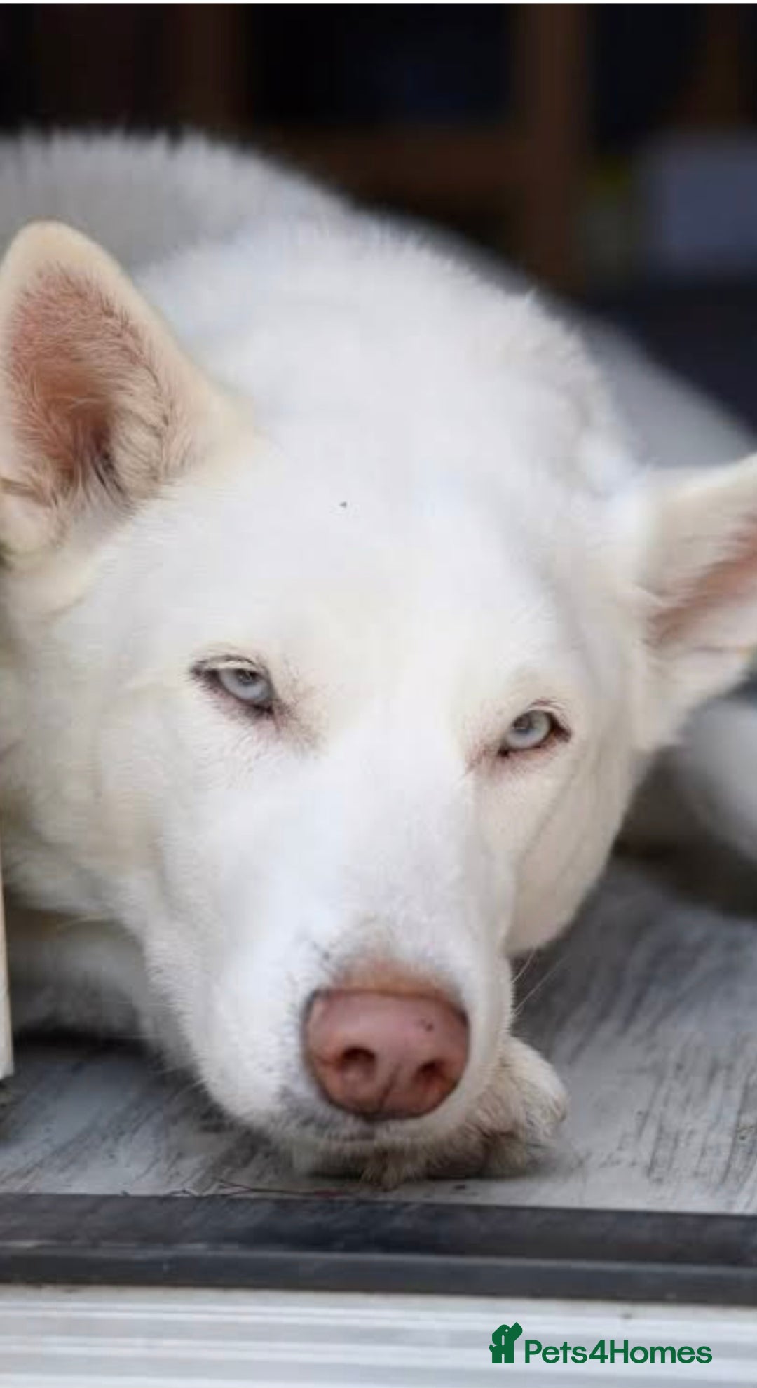 Siberian Husky dogs for sale: Husky - Image 4