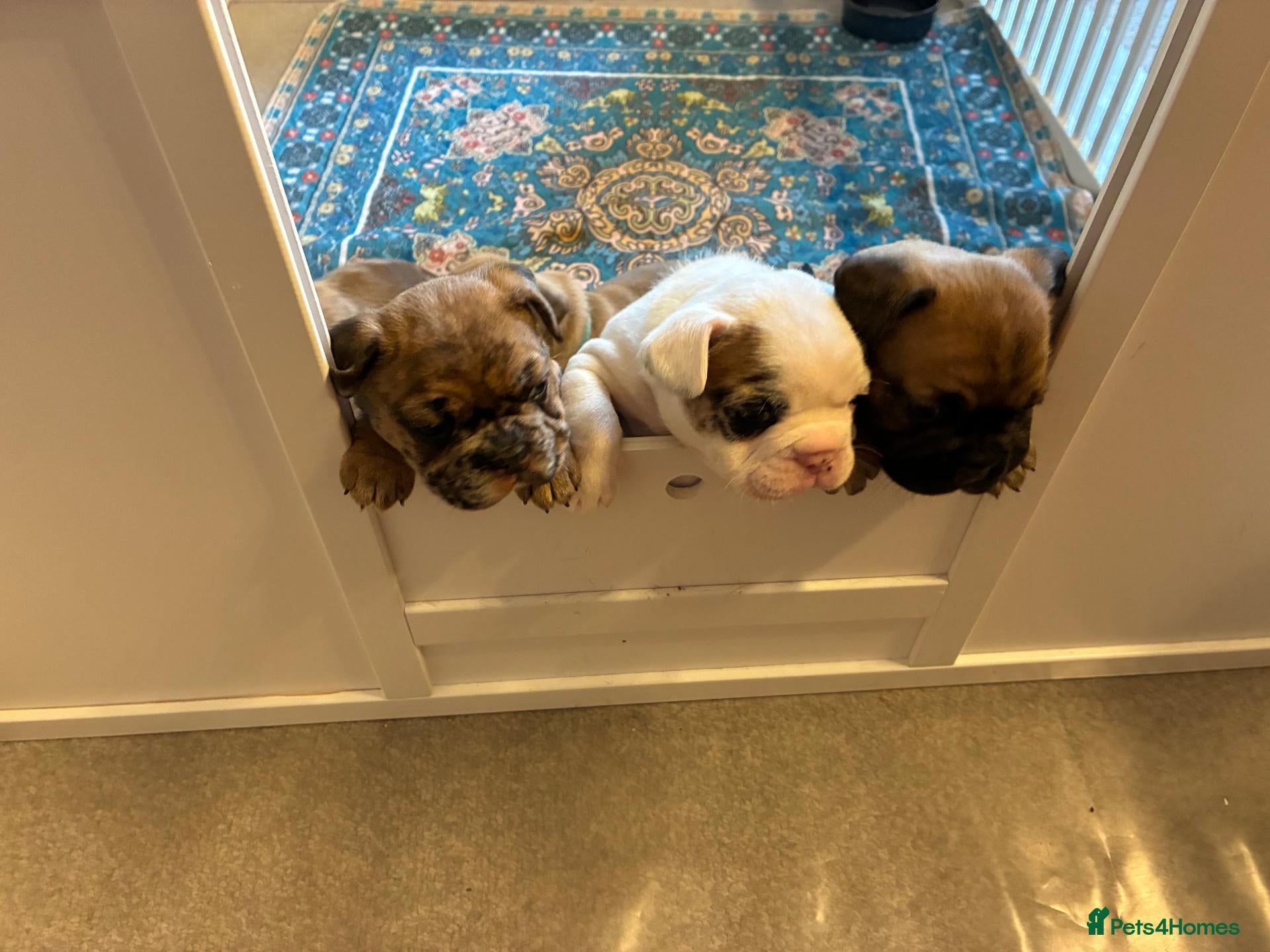 French Bulldog dogs Unique French Bulldog x Boston (Frenchton) Puppies - Advert 24