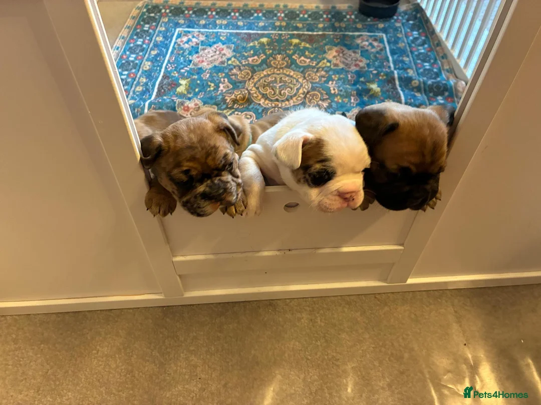 French Bulldog dogs for sale: Unique French Bulldog x Boston (Frenchton) Puppies in Leigh - Advert 1