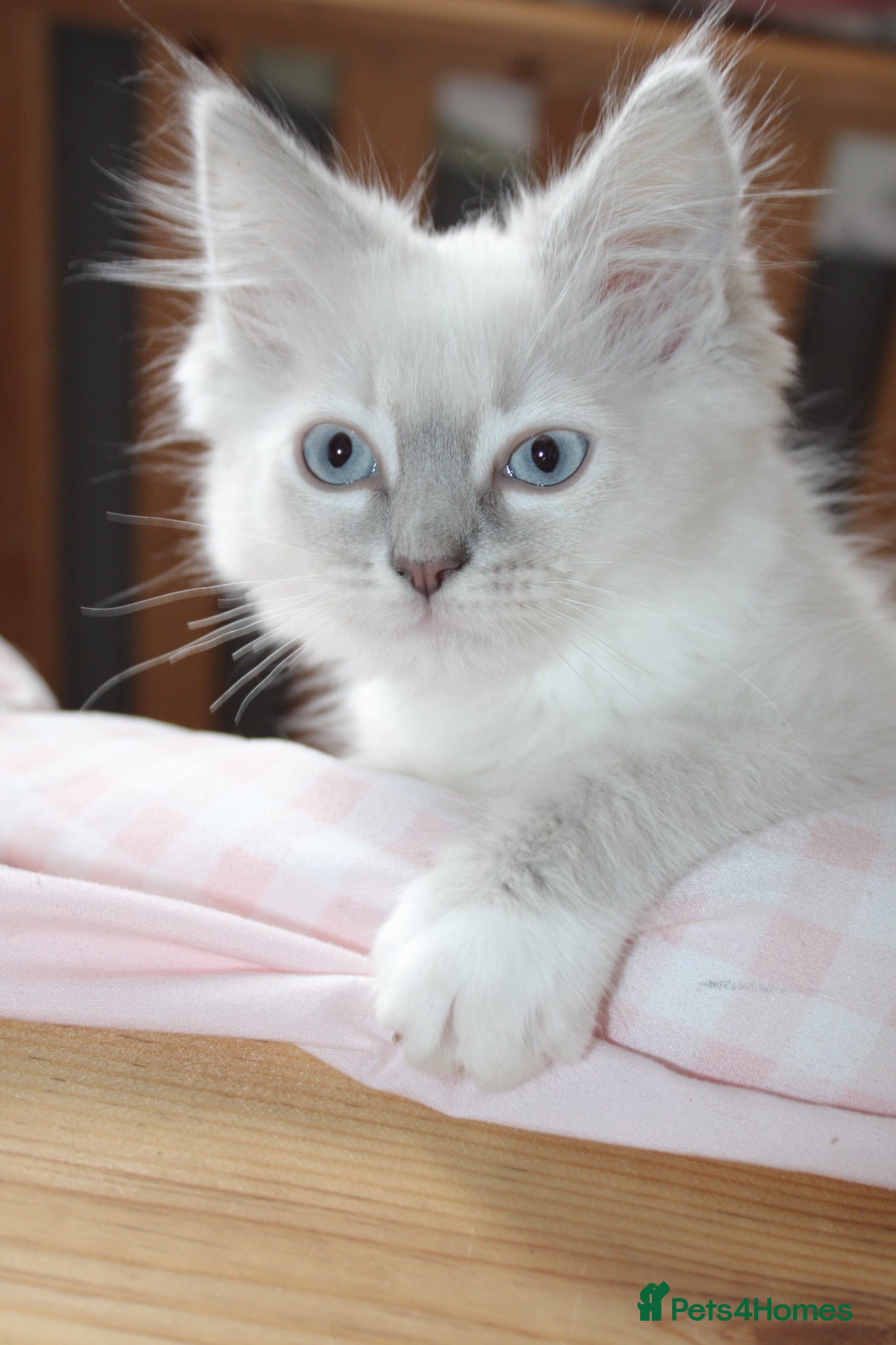 Ragdoll cats Three months old, fully vaccinated  - Advert 1