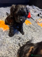 Cavapoo dogs Teddy Bear Cavapoo’s Ready 25th November - Advert 3