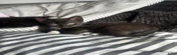 Domestic Shorthair cats for sale: 4 male kittens - Advert 2