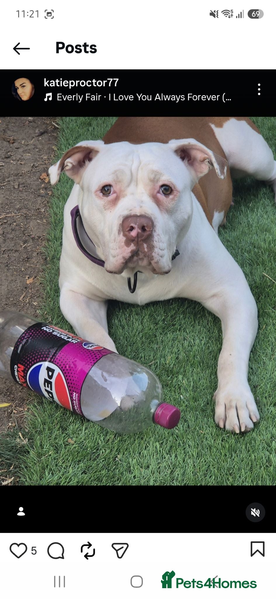 American Bulldog dogs 7 absolutely stunning puppies available  - Advert 2