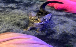 Mixed Breed cats for sale: 2x kittens 1x female 17 weeks & 1x male 8 weeks - Image 3