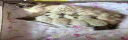 Ragdoll cats for sale: Male Ragdoll Kittens Ready Now - 2 Remaining  - Advert 17