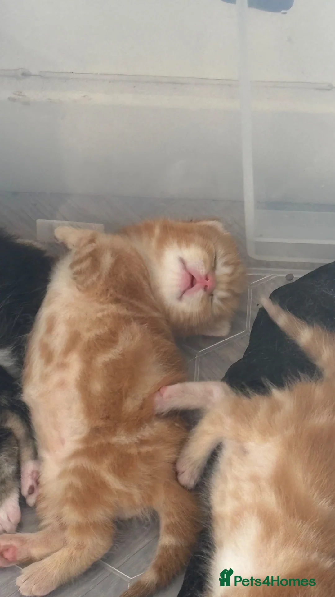 Mixed Breed dogs for sale: Kittens - Advert 2