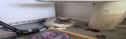 Ragdoll cats for sale: Male ragdoll kitten  - Advert 8