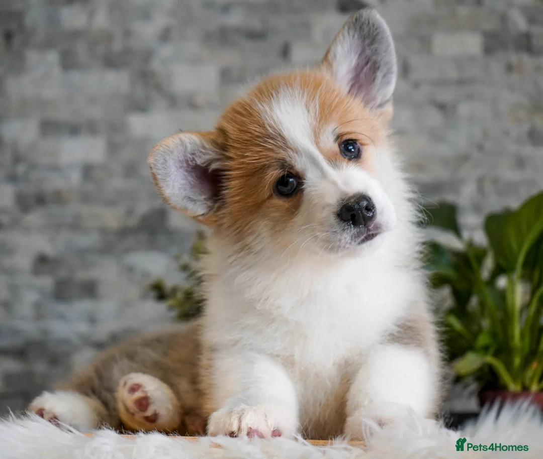 Welsh Corgi Pembroke dogs for sale: Welsh Corgi (Pembroke) - Advert 5