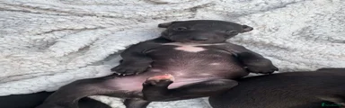 Whippet 7