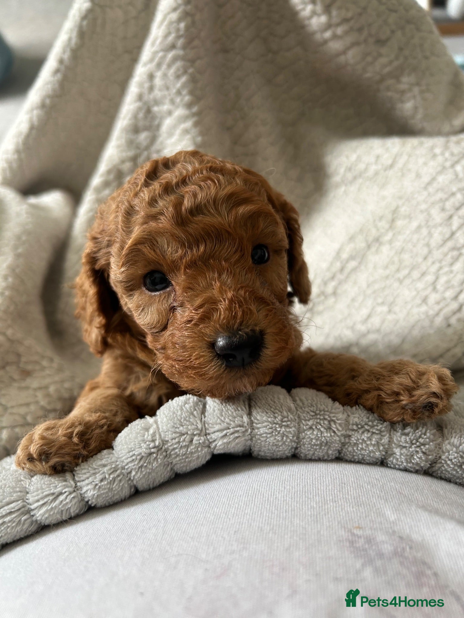 Cockapoo dogs Toy Cockapoo Puppies - Advert 16