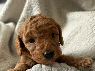 Cockapoo dogs Toy Cockapoo Puppies - Advert 16