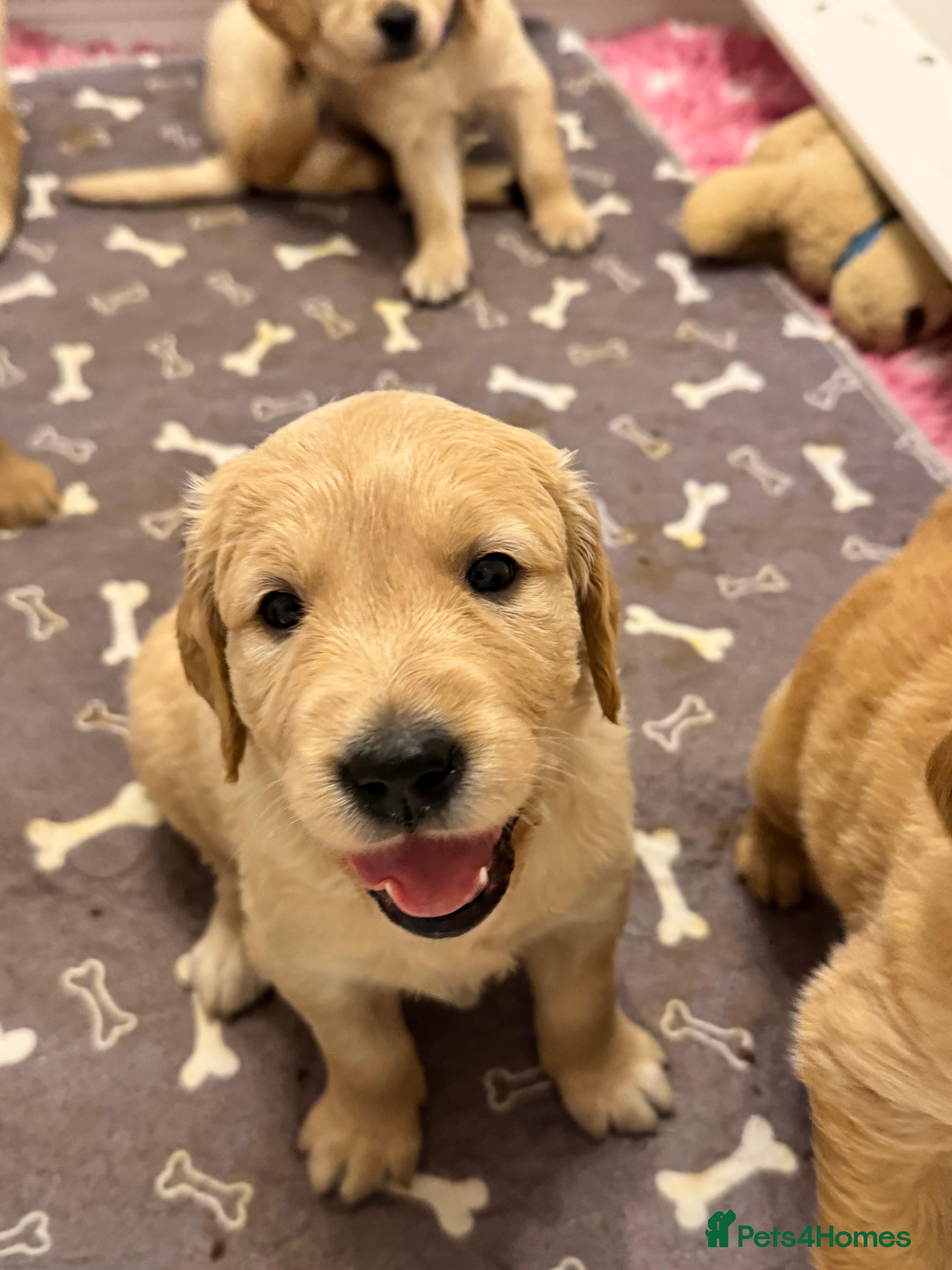 Golden Retriever dogs **1 Male pup still available** Golden Retrievers - Advert 4