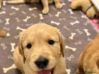 Golden Retriever dogs **1 Male pup still available** Golden Retrievers - Advert 4