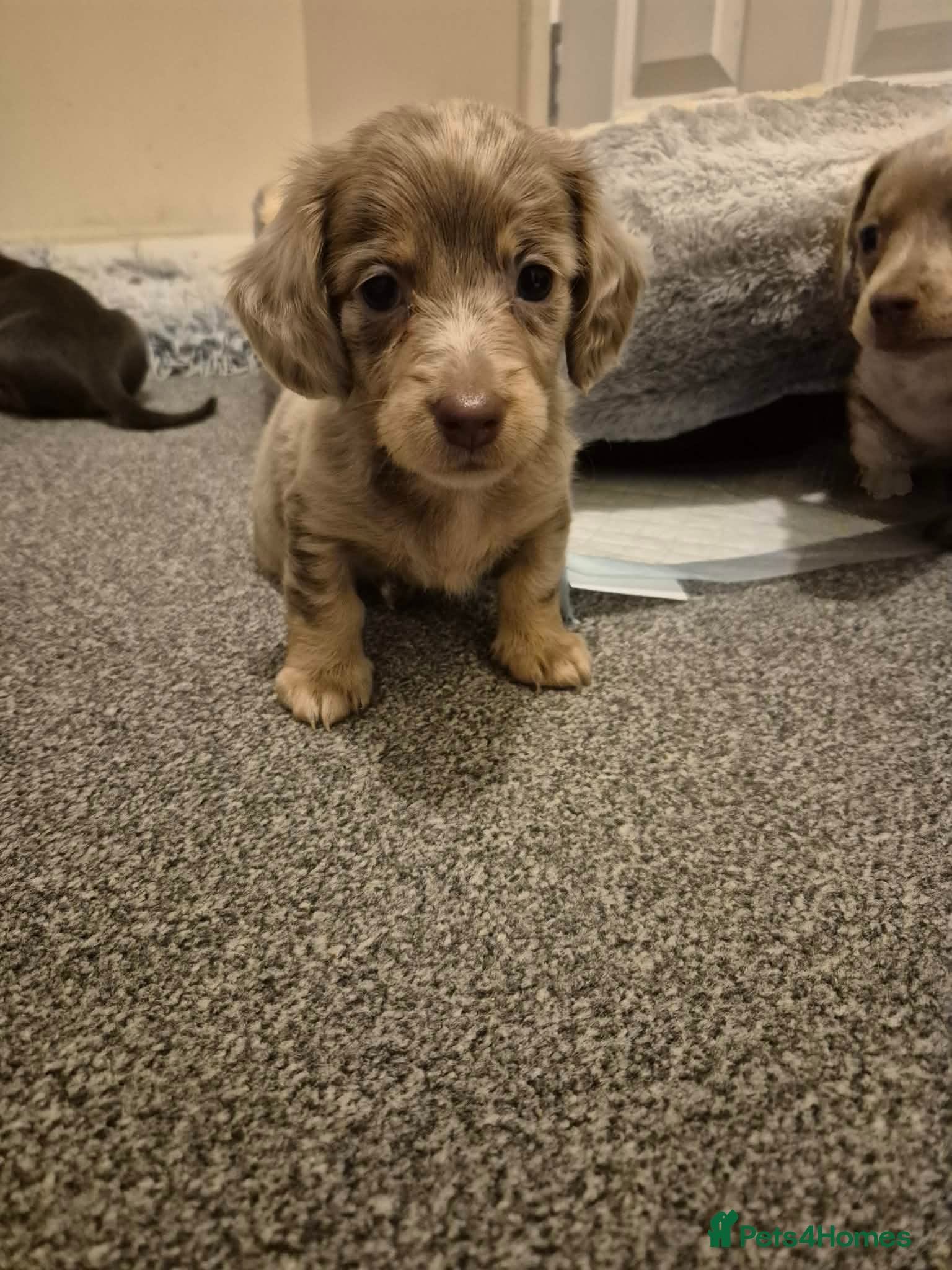 Miniature Dachshund dogs !!!LAST LONG HAIRED BOY AVAILABLE!!! - Advert 9
