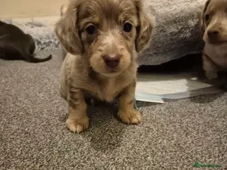 Miniature Dachshund dogs !!!LAST LONG HAIRED BOY AVAILABLE!!! - Advert 9