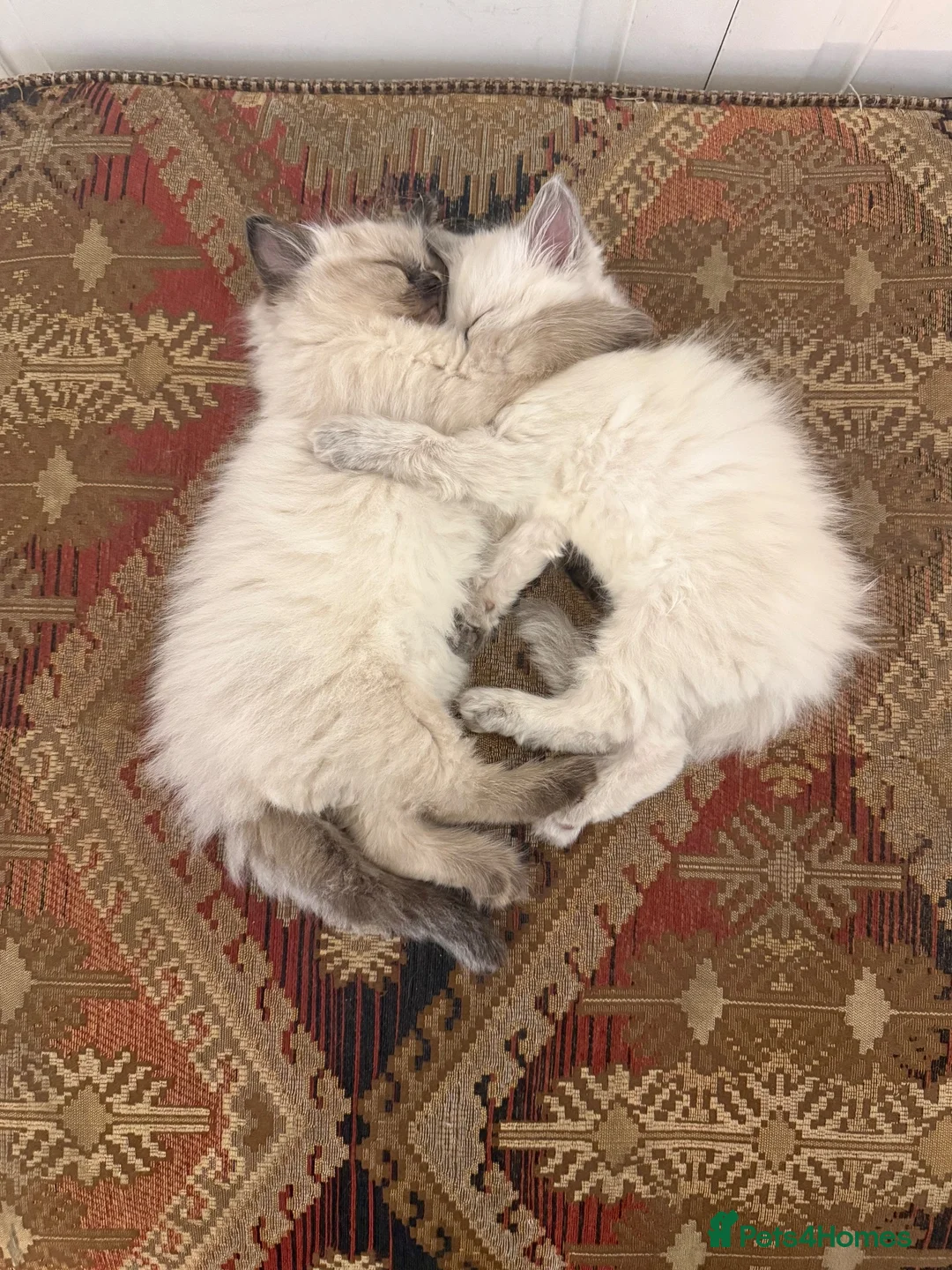 Ragdoll cats for sale: Beautiful Ragdoll Kittens for sale  - Advert 1