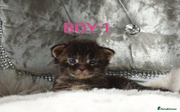 Maine Coon cats for sale: SHOW QUALITY MAINE COON KITTENS  - Image 2