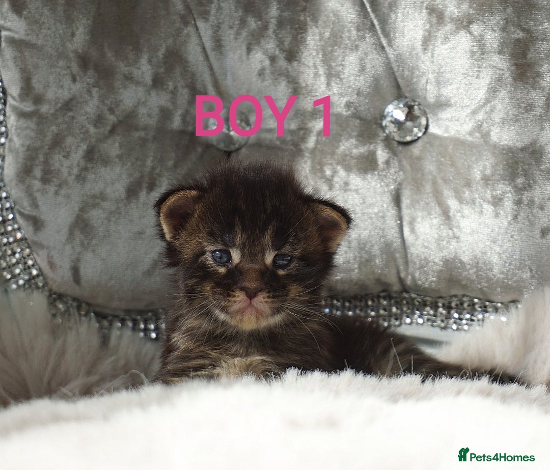 Maine Coon cats for sale: SHOW QUALITY MAINE COON KITTENS  - Image 2