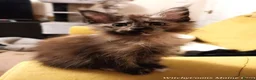 Maine Coon cats for sale: TICA Reg Maine Coon Kittens. Red. Tortie. White - Advert 2