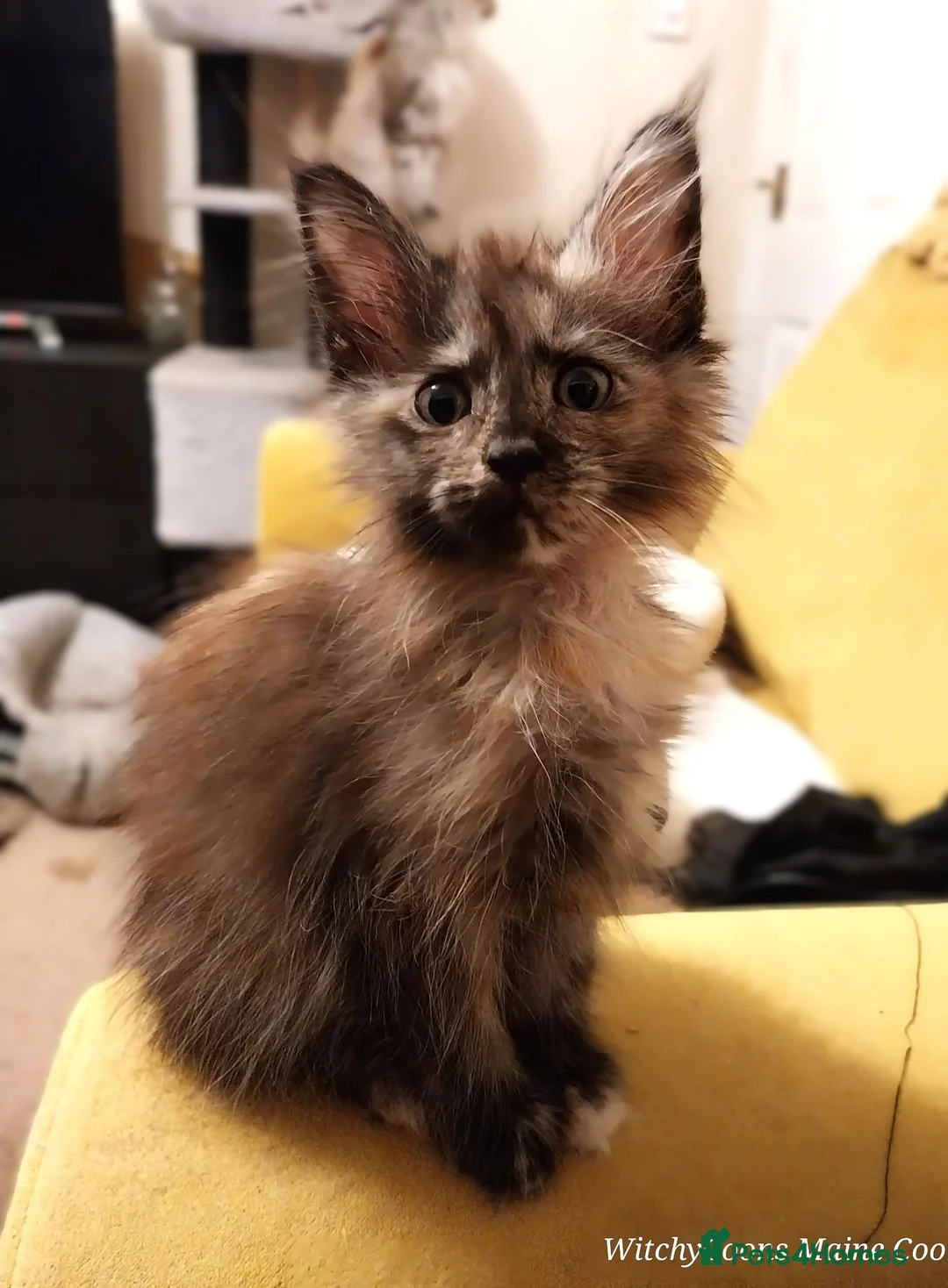 Maine Coon cats for sale: TICA Reg Maine Coon Kittens. Red. Tortie. White - Advert 2