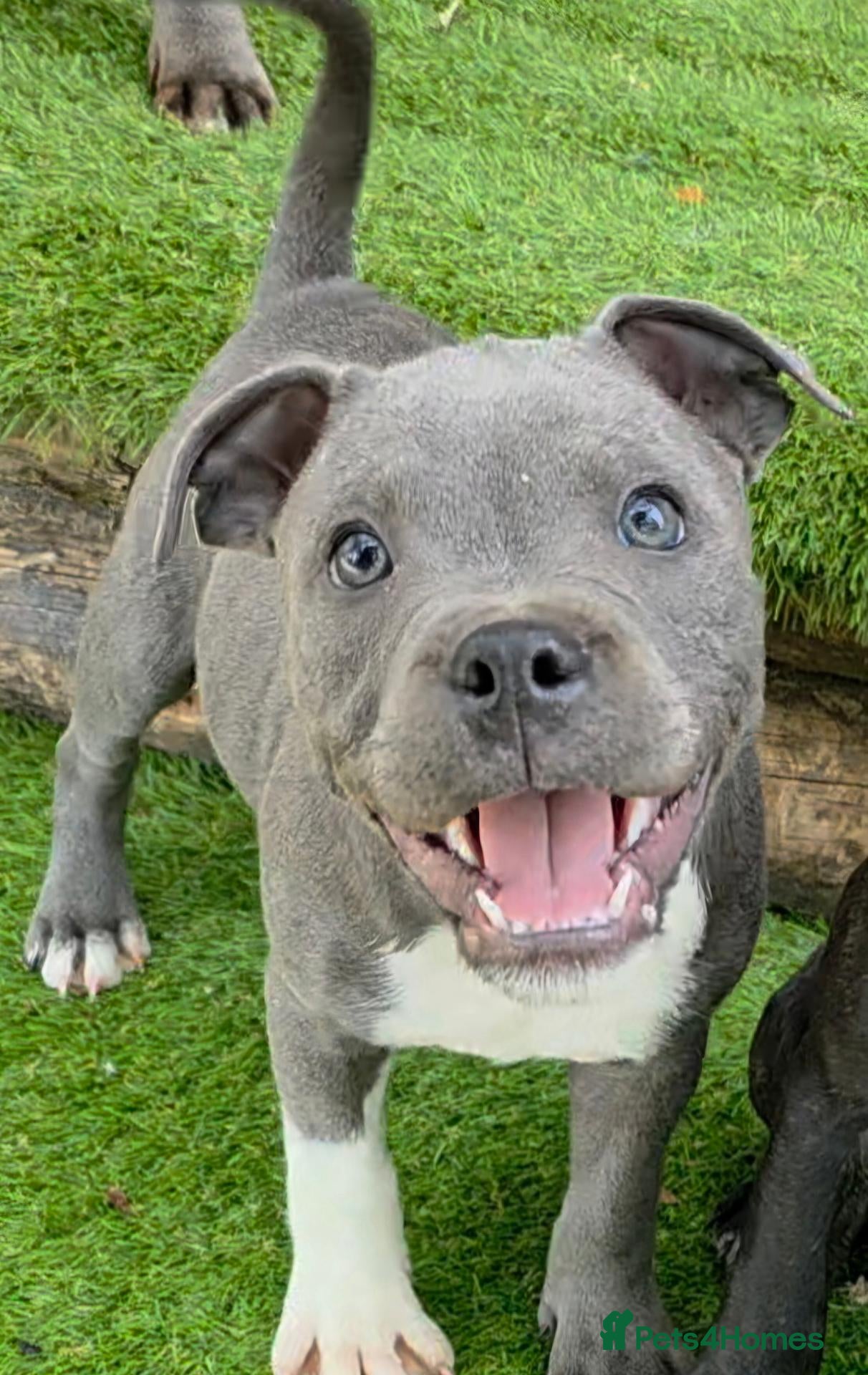 Staffordshire Bull Terrier dogs 🐾 Last Two Valglo Sired Pupsters Ready Now 🐾 - Advert 1