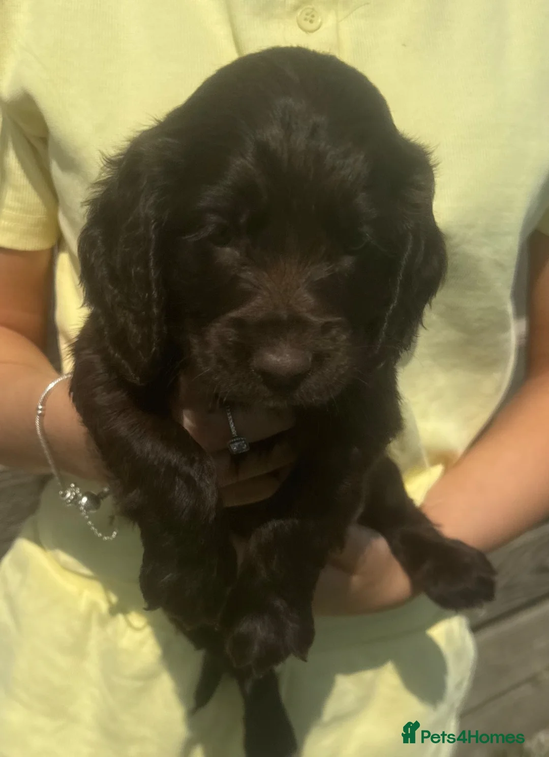Cocker Spaniel dogs for sale: Show type cocker spaniels  in Saint Austell - Advert 2