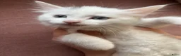 Mixed Breed cats for sale: Male cat for sale  - Advert 2