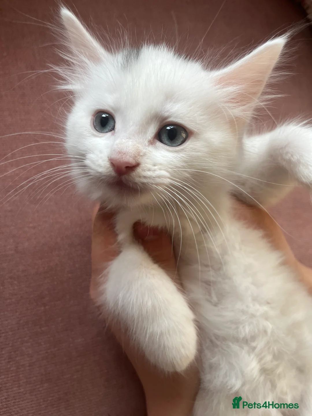 Mixed Breed cats for sale: Male cat for sale  - Advert 2