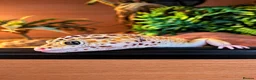 Leopard Gecko reptiles for sale: Meet Giz! Fun Leopard Gecko with Full Vivarium in Wantage - Advert 6
