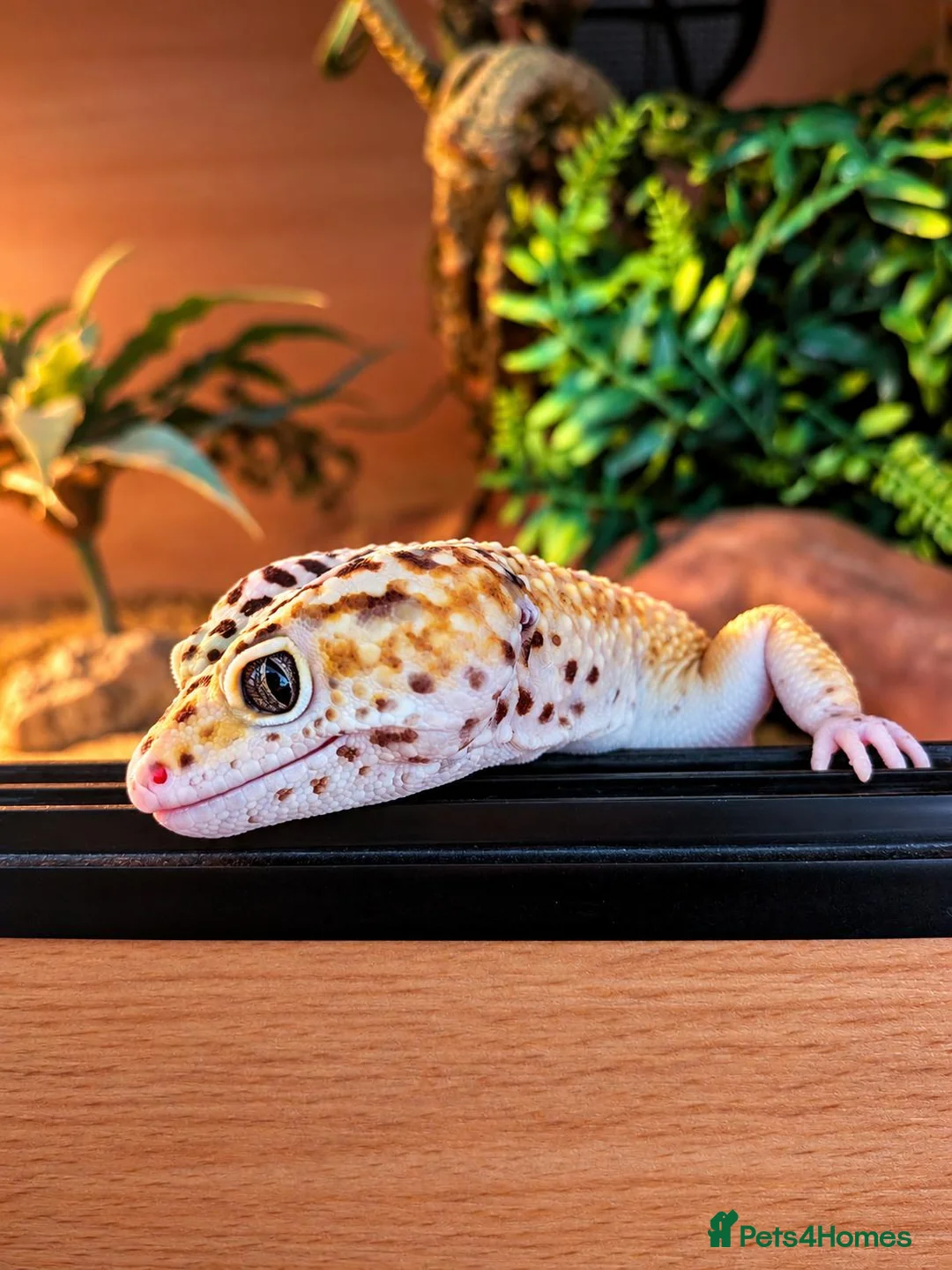 Leopard Gecko reptiles for sale: Meet Giz! Fun Leopard Gecko with Full Vivarium in Wantage - Advert 6