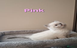 Ragdoll cats for sale: 2 female blue point ragdoll kittens  - Image 10