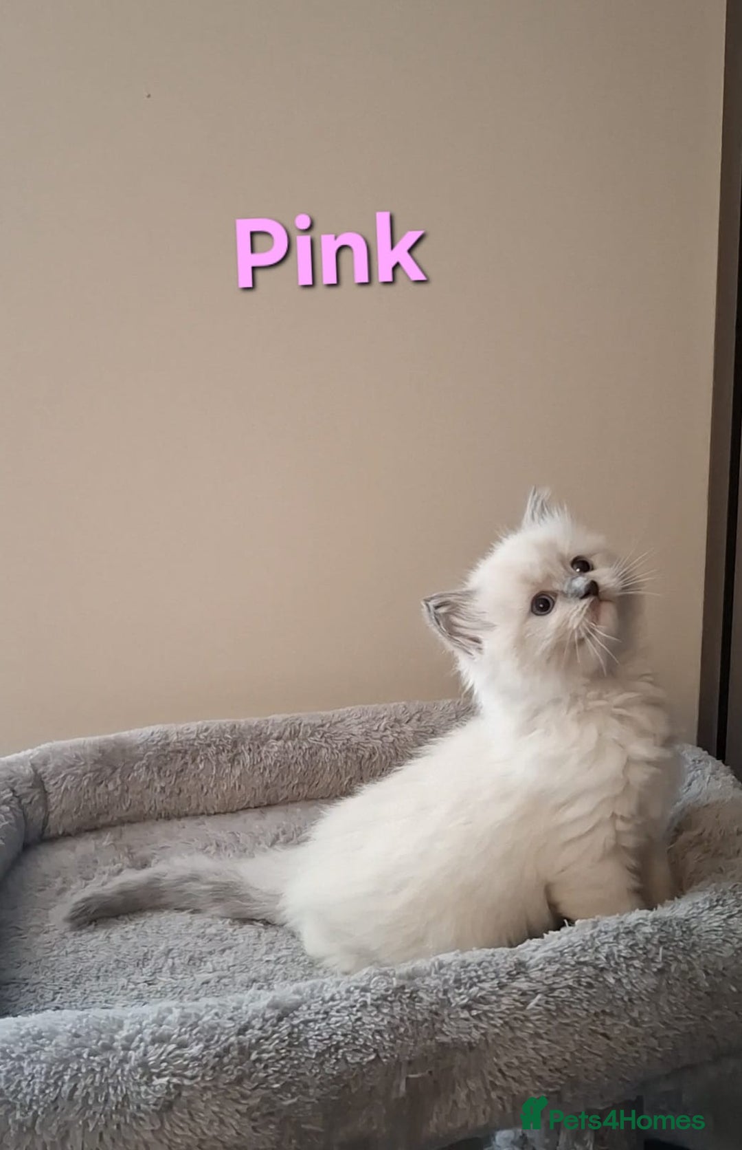 Ragdoll cats for sale: 2 female blue point ragdoll kittens  - Image 10
