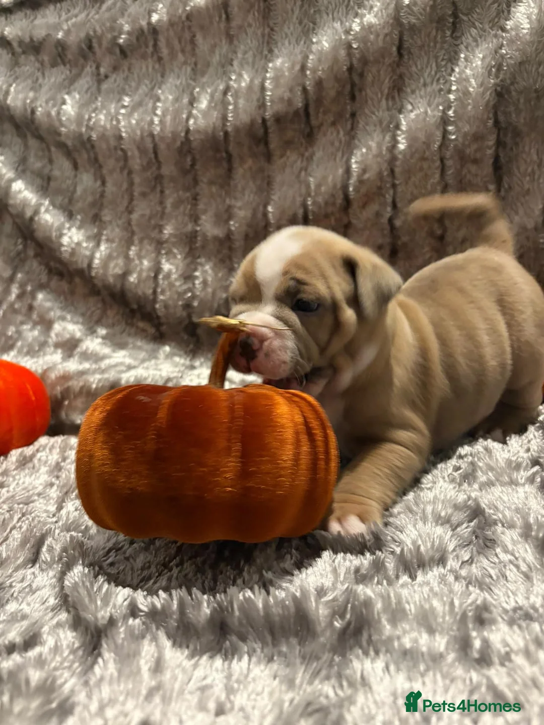 Mixed Breed dogs for sale: Beautiful staffy cross classic bully pups! - Advert 1