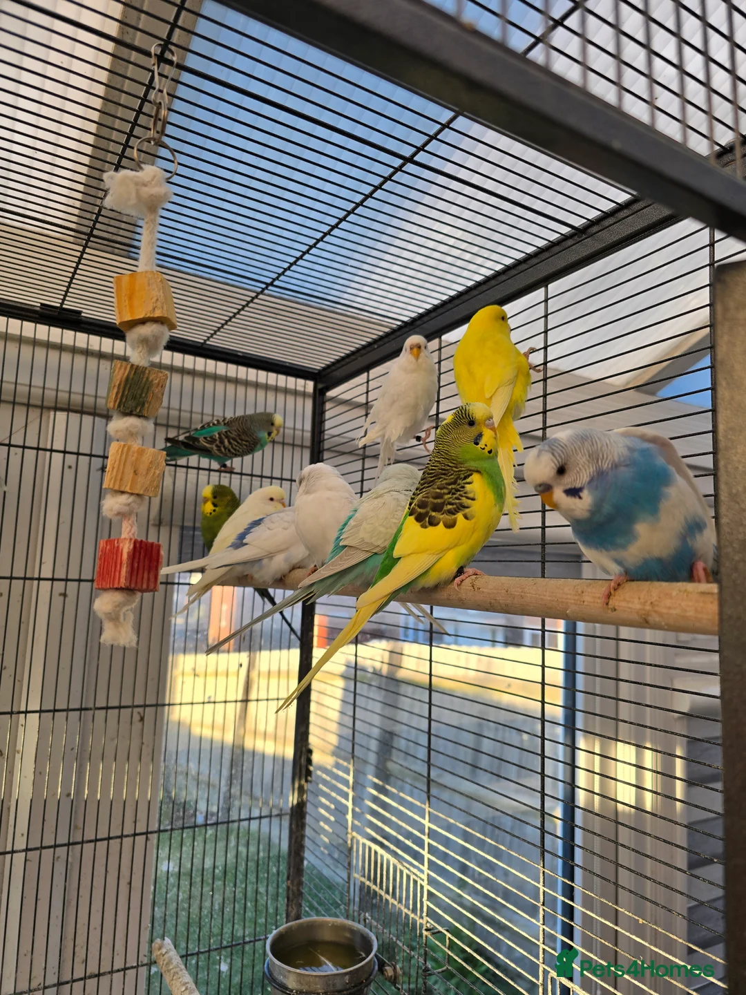 Budgerigars birds for sale: Young budgies for sale.  - Advert 12