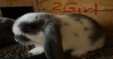 Mini Lop rabbits - Advert 6
